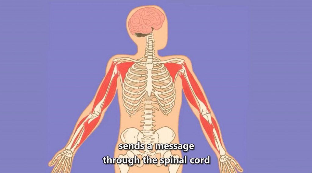 你的身体如何工作 How your body works 英文版全18集英语字幕高清720P视频MP4下载 EA31944-第4张-英语动画