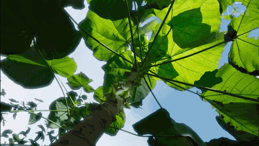 豆瓣9.8分BBC神作纪录片《绿色星球》4K超清 每一帧都惊艳无比，精彩到让孩子们一秒都不肯错过！DG31998-第3张-生态地理