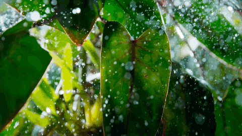 豆瓣9.8分BBC神作纪录片《绿色星球》4K超清 每一帧都惊艳无比，精彩到让孩子们一秒都不肯错过！DG31998-第6张-生态地理