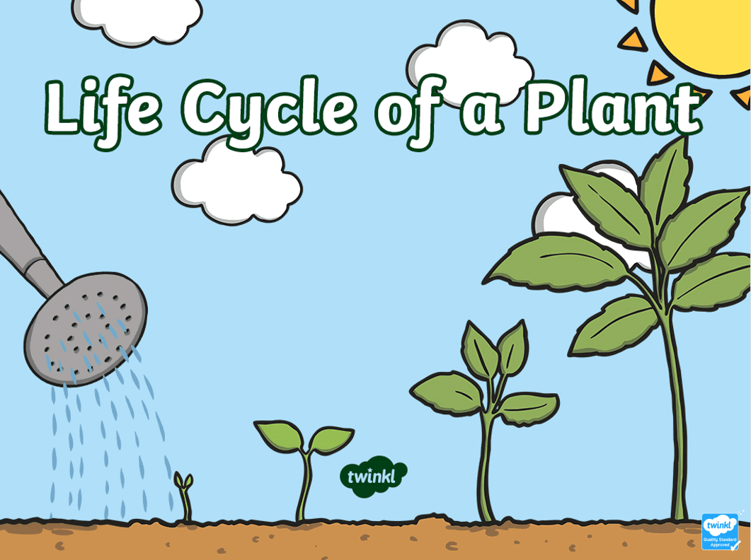 Twinkl的自然科普课件+练习手册+实验指导 CB32222