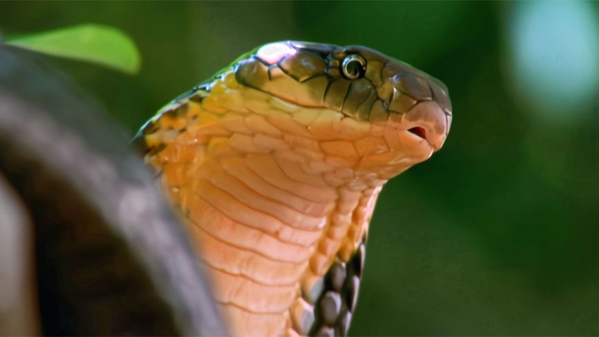 BBC经典纪录片：冷血生命 百度网盘下载 DG38038