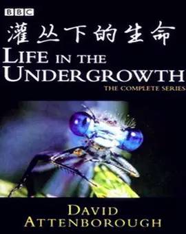 BBC经典纪录片：灌丛下的生命 百度网盘下载 DG38106