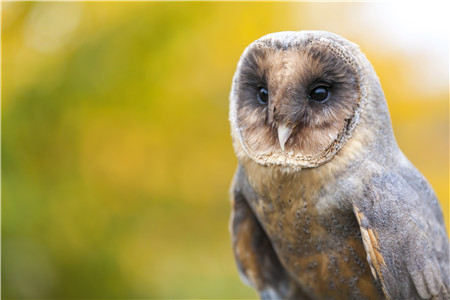 英伦四季高清纪录片 英语发音 带中英字幕 百度云在线观看-第2张-生态地理-贝贝鼠启蒙 英伦四季高清纪录片 英语发音 带中英字幕 百度云在线观看-第2张-生态地理