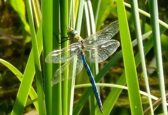 BBC纪录片《杰西的迷你野兽探险》480P 视频 百度云下载