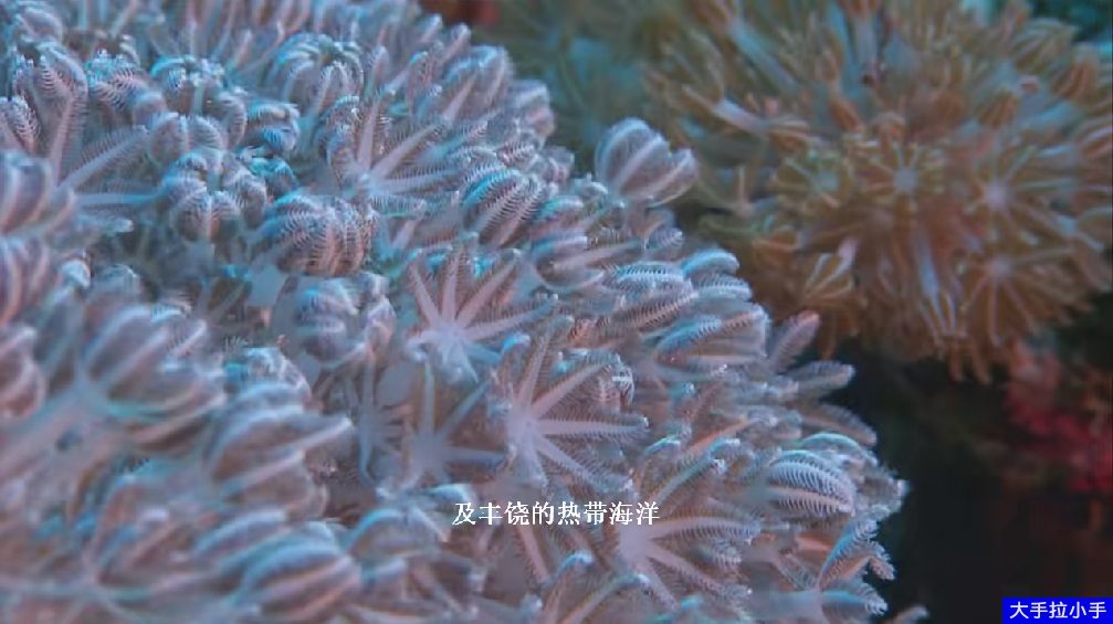 BBC英语纪录片《美丽中国 Wild China》全6集 mkv/1080p/国语无字幕 百度云网盘资源下载D10017-第2张-生态地理-贝贝鼠启蒙 BBC英语纪录片《美丽中国 Wild China》全6集 mkv/1080p/国语无字幕 百度云网盘资源下载D10017-第2张-生态地理