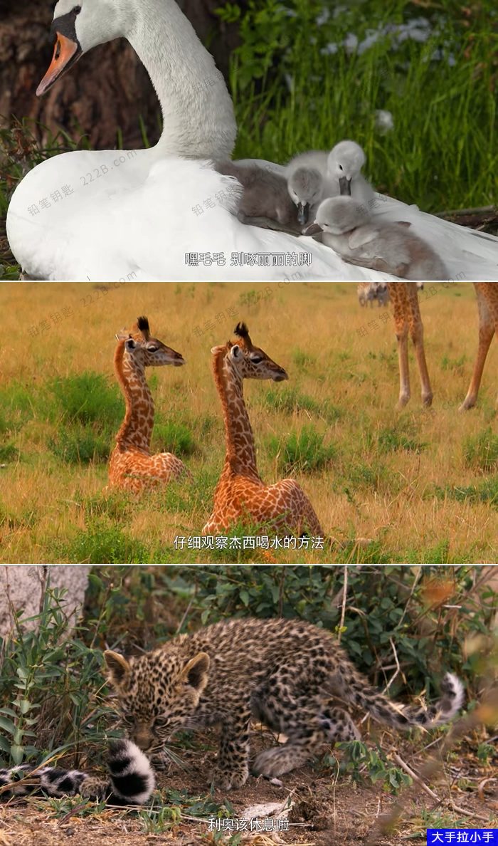 【中文版】有趣的儿童科普片《如果我是一只动物》52集中文版动物成长儿童纪录片MP4视频 高清1080P 百度网盘下载D100412-第3张-生态地理-贝贝鼠启蒙 【中文版】有趣的儿童科普片《如果我是一只动物》52集中文版动物成长儿童纪录片MP4视频 高清1080P 百度网盘下载D100412-第3张-生态地理