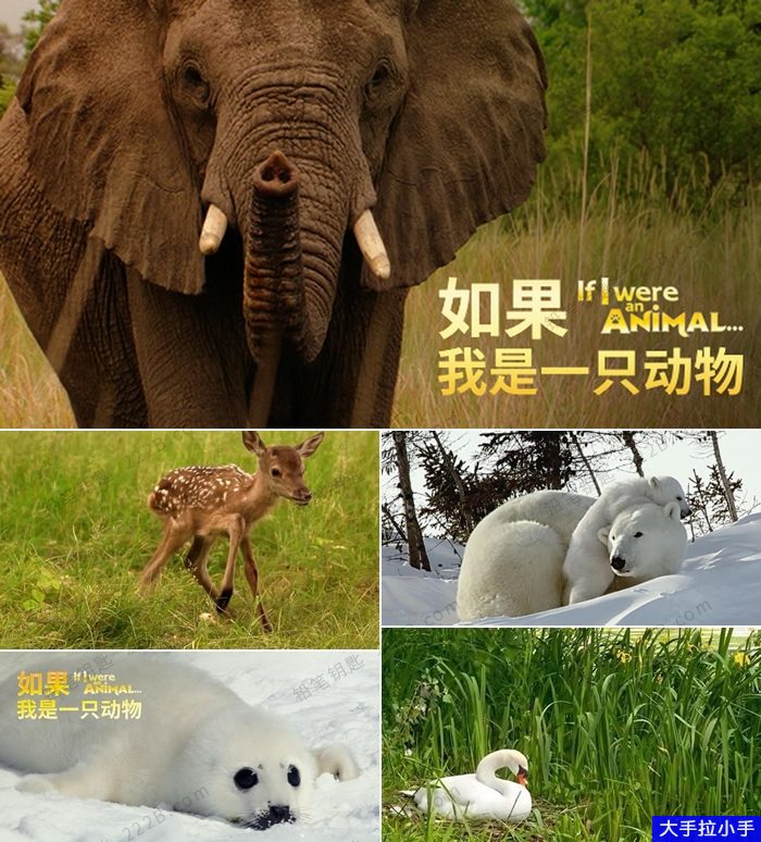 【中文版】有趣的儿童科普片《如果我是一只动物》52集中文版动物成长儿童纪录片MP4视频 高清1080P 百度网盘下载D100412-第2张-生态地理-贝贝鼠启蒙 【中文版】有趣的儿童科普片《如果我是一只动物》52集中文版动物成长儿童纪录片MP4视频 高清1080P 百度网盘下载D100412-第2张-生态地理