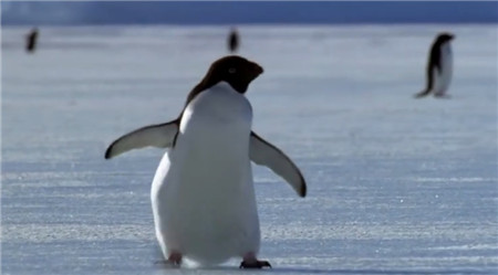 BBC纪录片行星地球 全11集 三语版本 高清视频 百度网盘下载-第3张-科学探索-贝贝鼠启蒙 BBC纪录片行星地球 全11集 三语版本 高清视频 百度网盘下载-第3张-科学探索