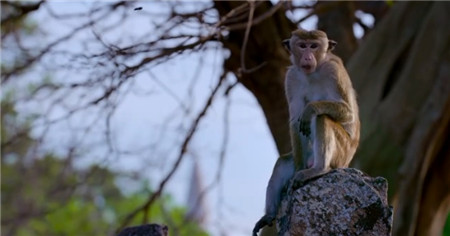 猴子王国高清纪录片 英语发音 带中英字幕 在线观看完整版-第3张-生态地理-贝贝鼠启蒙 猴子王国高清纪录片 英语发音 带中英字幕 在线观看完整版-第3张-生态地理