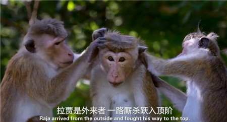 猴子王国高清纪录片 英语发音 带中英字幕 在线观看完整版-第2张-生态地理-贝贝鼠启蒙 猴子王国高清纪录片 英语发音 带中英字幕 在线观看完整版-第2张-生态地理