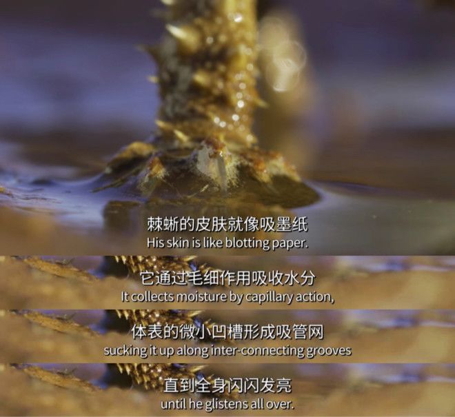 BBC有史以来最棒的野生动物纪录片《七个世界，一个星球》seven worlds one planet DG32147-第10张-生态地理