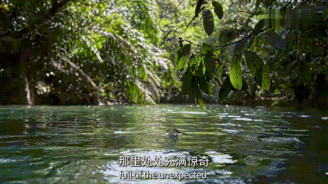 BBC有史以来最棒的野生动物纪录片《七个世界，一个星球》seven worlds one planet DG32147-第4张-生态地理