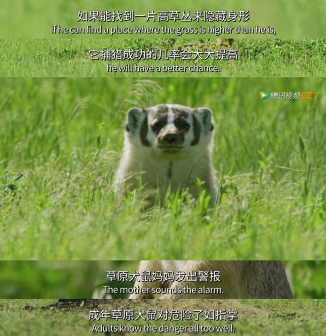 BBC有史以来最棒的野生动物纪录片《七个世界，一个星球》seven worlds one planet DG32147-第12张-生态地理