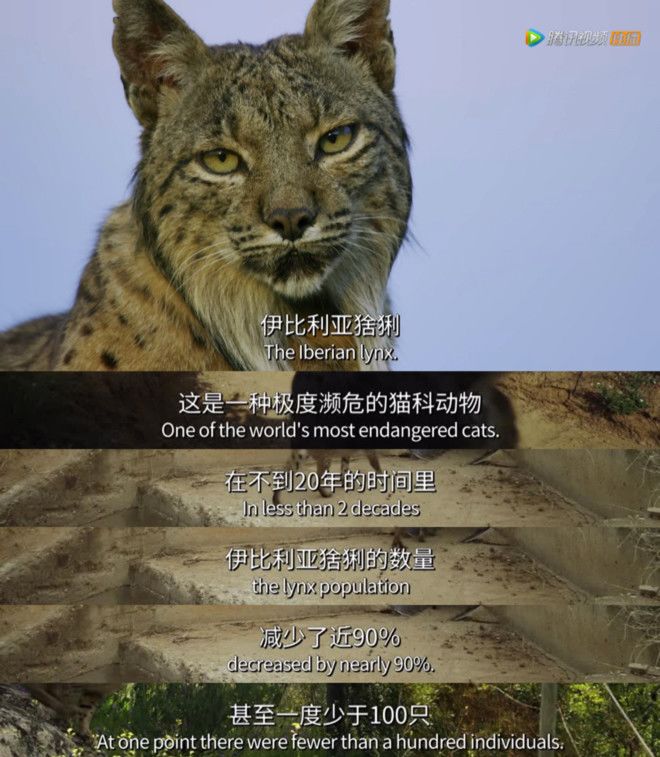 BBC有史以来最棒的野生动物纪录片《七个世界，一个星球》seven worlds one planet DG32147-第11张-生态地理