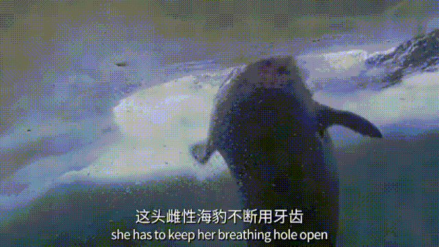 BBC有史以来最棒的野生动物纪录片《七个世界，一个星球》seven worlds one planet DG32147-第7张-生态地理