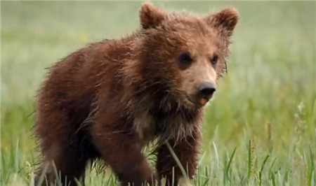 熊世界纪录片 英语发音 中英字幕可切换 百度云资源下载