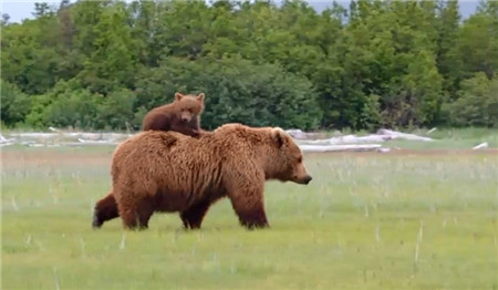 熊世界纪录片 英语发音 中英字幕可切换 百度云资源下载-第2张-生态地理-贝贝鼠启蒙 熊世界纪录片 英语发音 中英字幕可切换 百度云资源下载-第2张-生态地理