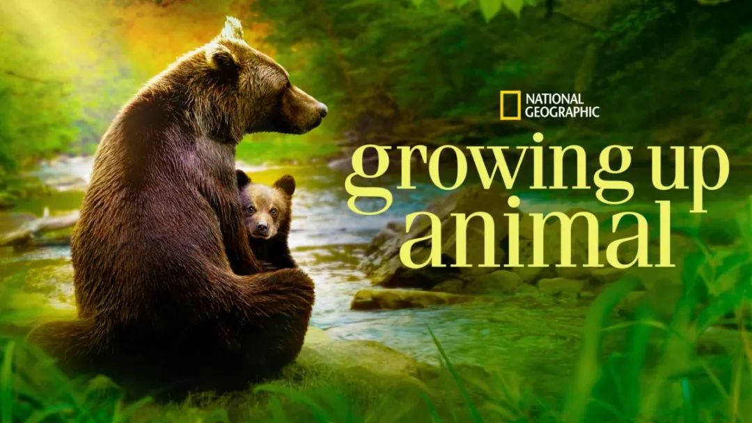 科普纪录片《Growing Up Animal》，让孩子们看动物宝宝们是如何走向独立的第一步！