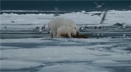 北极故事高清纪录片 英语发音 带中英字幕 百度网盘下载-第2张-生态地理