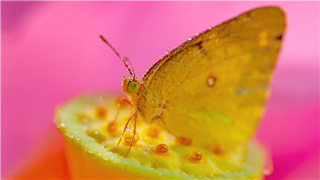 大自然不可思议的入侵纪录片百度云下载