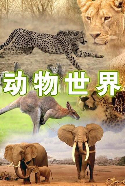 少儿动物世界纪录片第一季5集英文版百度网盘资源下载-第1张-生态地理-贝贝鼠启蒙 少儿动物世界纪录片第一季5集英文版百度网盘资源下载-第1张-生态地理