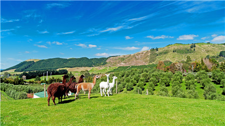 绿野仙澳超清1080P纪录片 第一季共3集 英语发音 带中英字幕 百度网盘下载