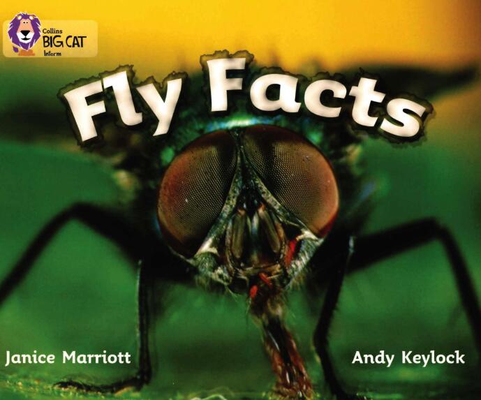 《Fly Facts》大猫分级英语绘本pdf资源免费下载 《Fly Facts》大猫分级英语绘本pdf资源免费下载