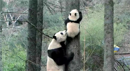 熊猫淘淘超清1080P纪录片 torrent 百度云下载